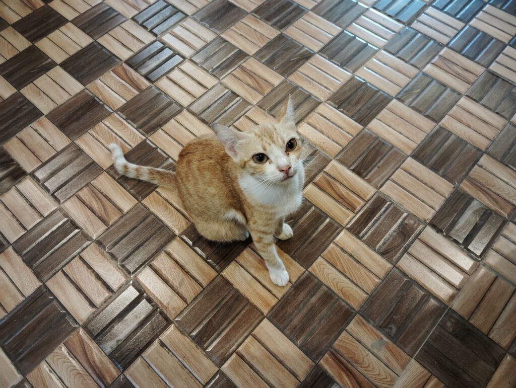 お店の猫ちゃん