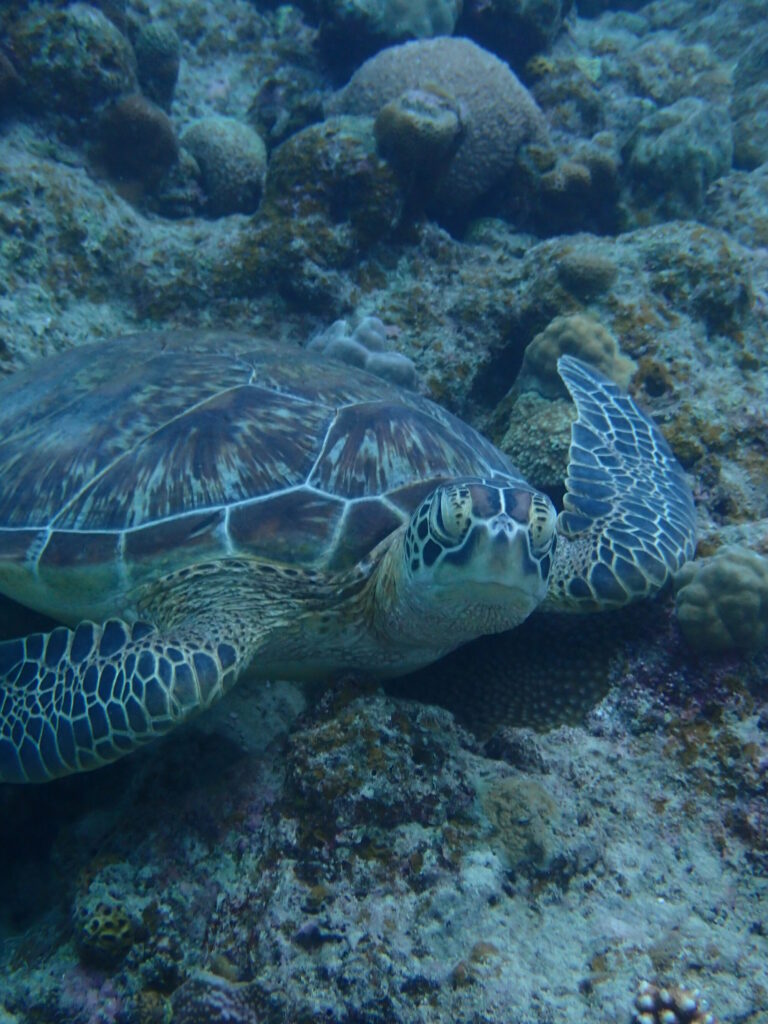 こちらを向くウミガメ
