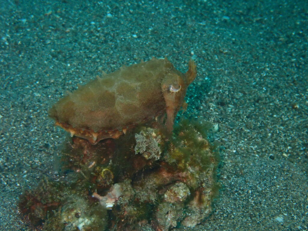 砂地に佇むハナイカ