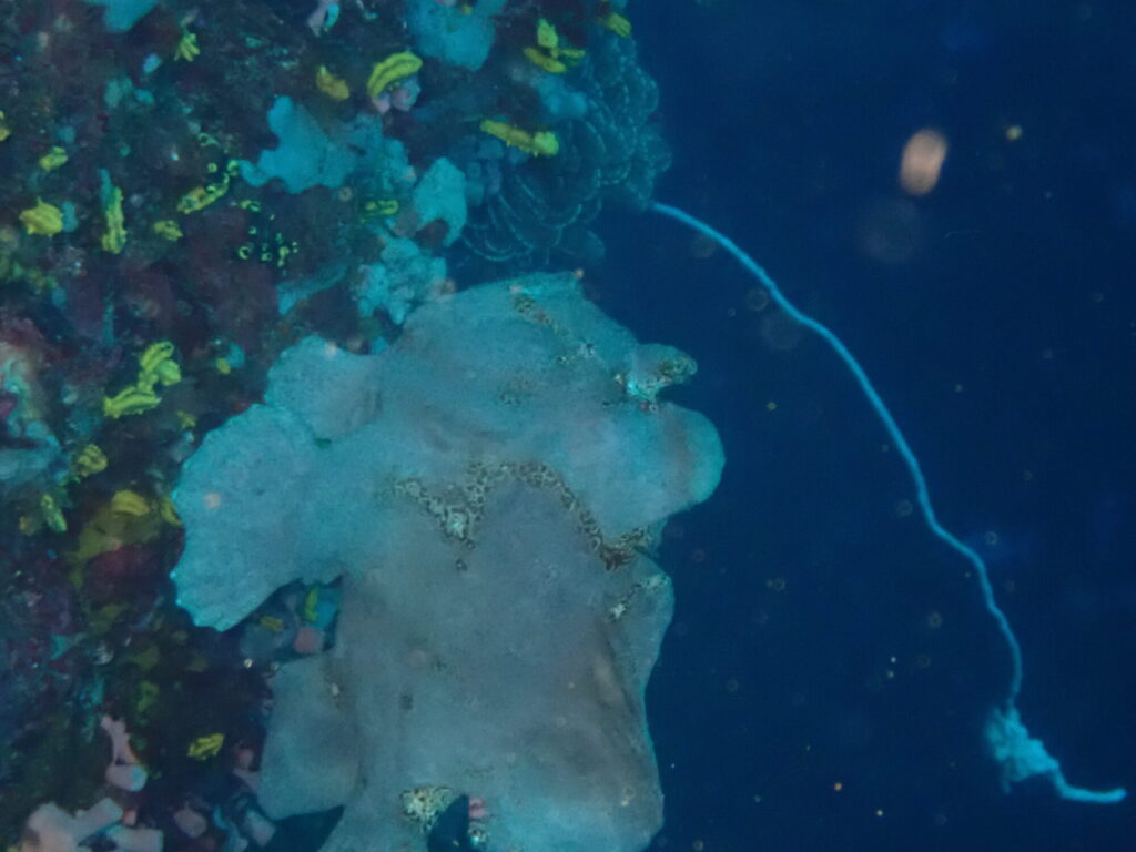 優雅に泳ぐカエルアンコウ