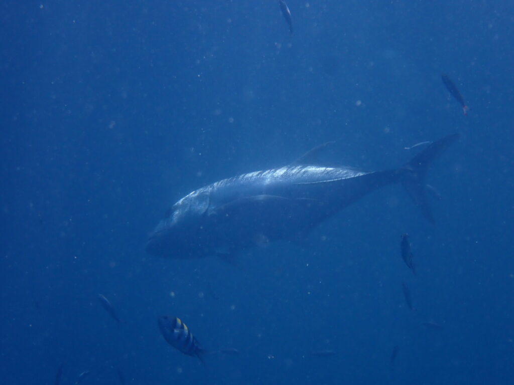 ヒルトゥガン島の海中